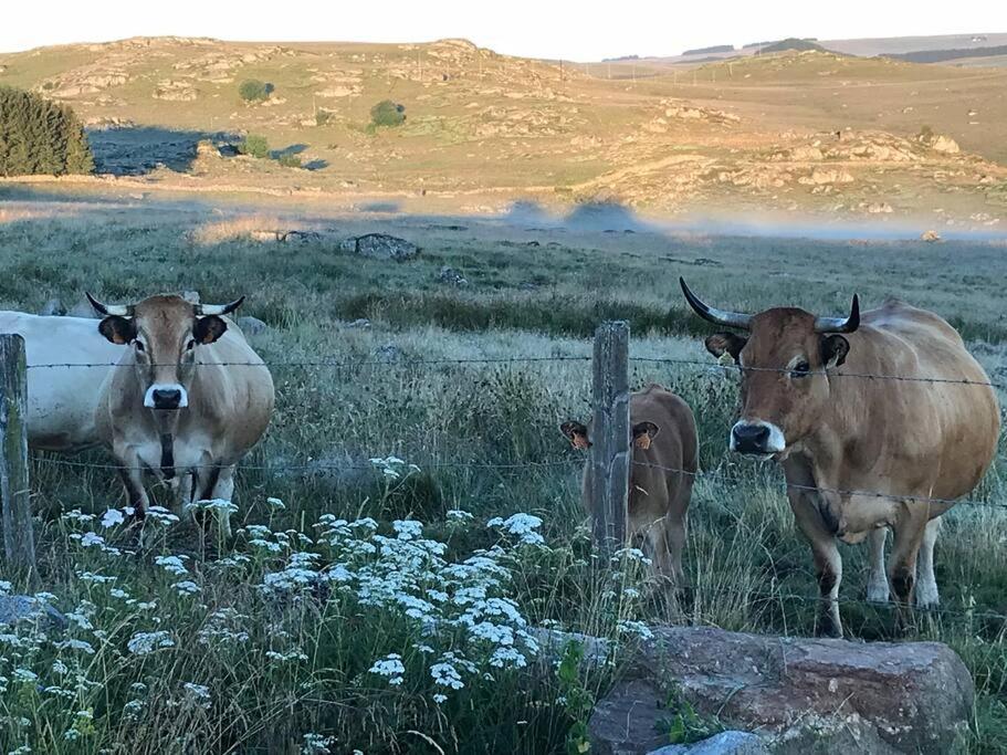 Buron Coeur D'aubrac Marchastel (Lozere)