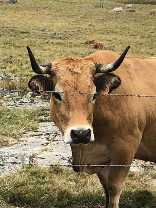 Holiday home Buron Coeur D'aubrac Marchastel (Lozere)